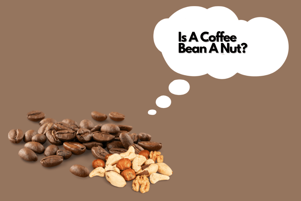 Is a Coffee Bean a Nut? Exploring the Truth