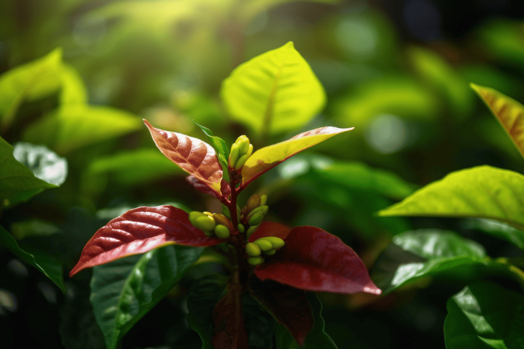 Factors Affecting Coffee Plant Growth